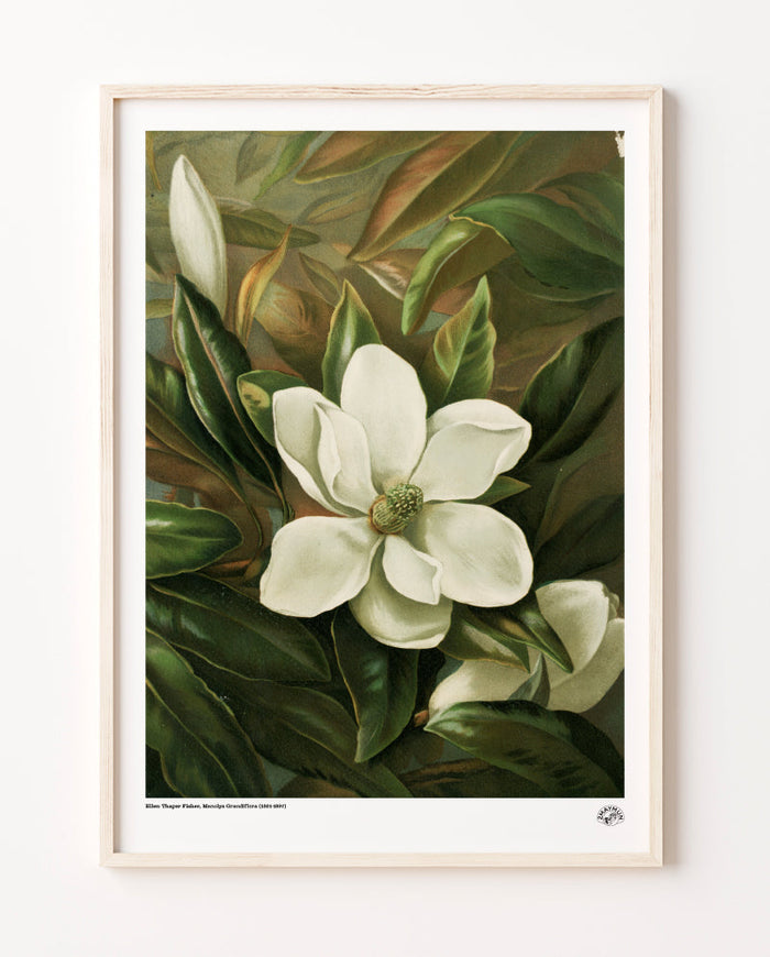 Manolya Grandiflora, Poster