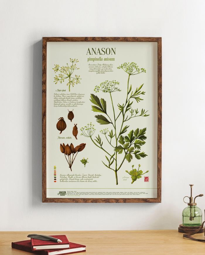 Anason Botanik, Poster